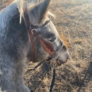 Meet your Posher, Gracie